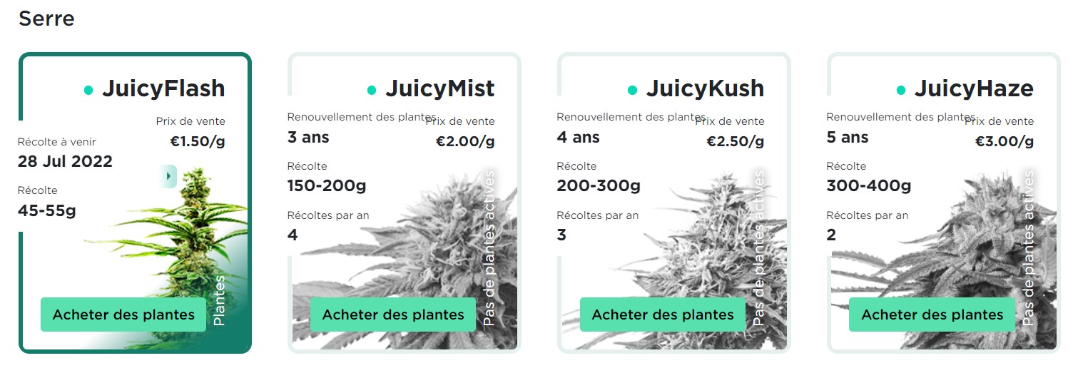 juicy fields plantes