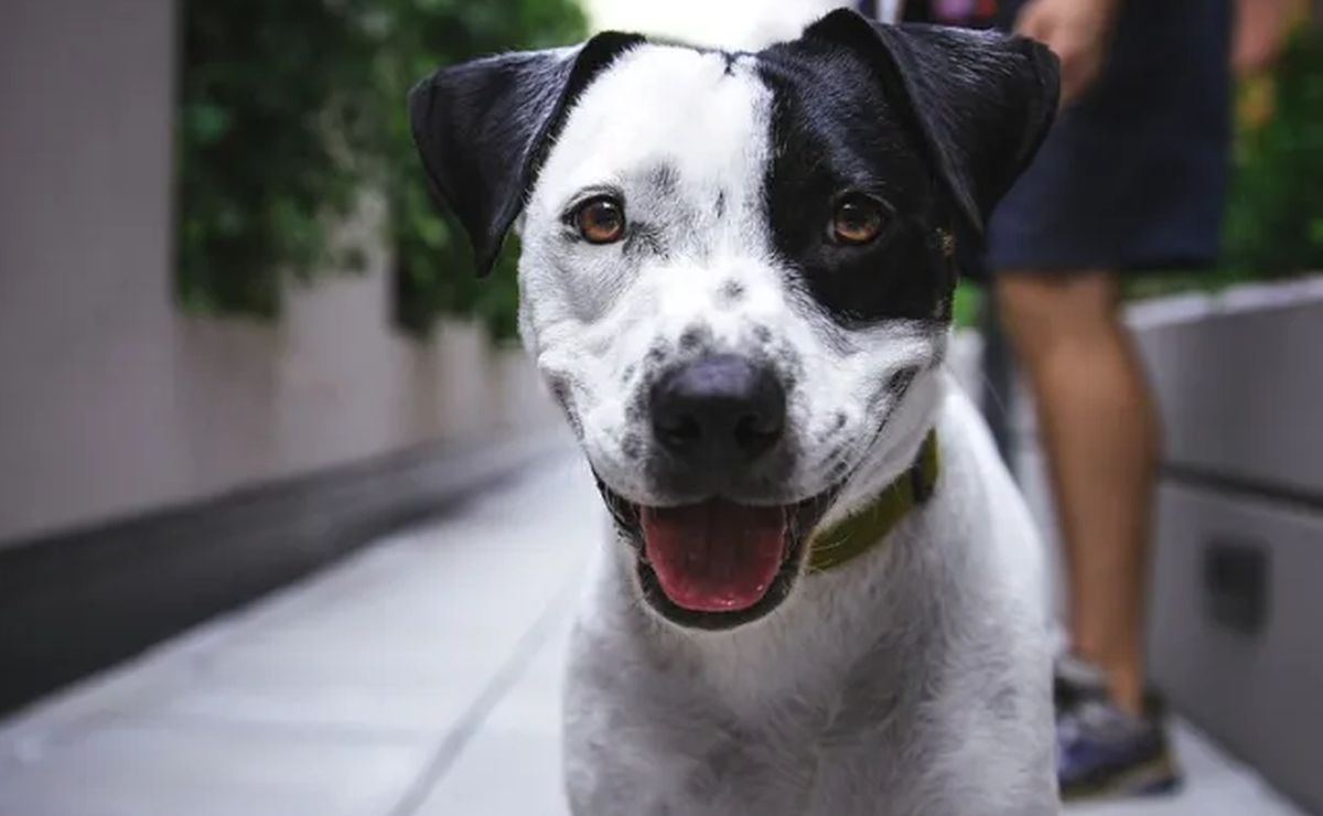 Si tienes pensado castrar a tu mascota, esto es lo que debes saber sobre sus ventajas de hacerlo