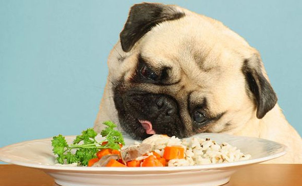 Te dejamos algunas comidas caseras y económicas para alimentar a tus perros