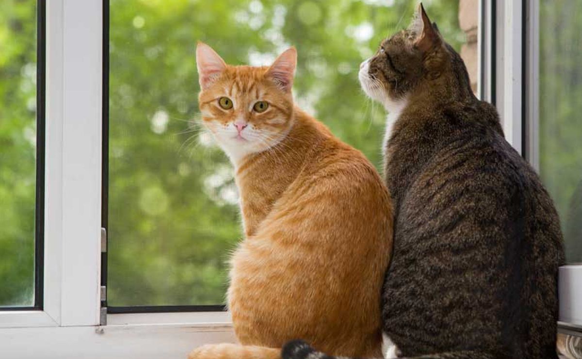 ¿Quieres hacer una casa para gatos? Te proponemos 5 formas distintas de cómo hacerlo
