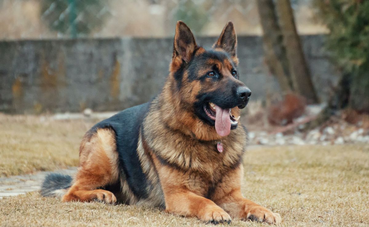 Así es como puedes saber si tu perro es de raza pura. ¡Toma nota!