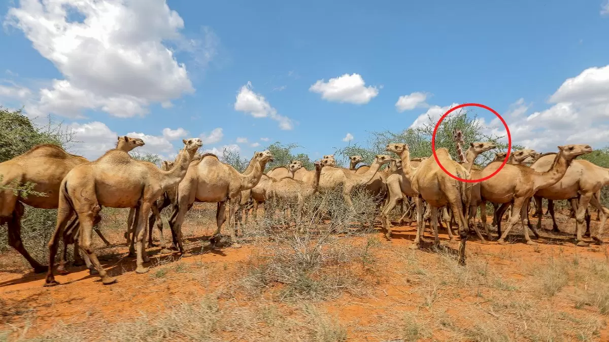 Illusion d'optique : Pouvez-vous repérer l'animal bizarre en 10 secondes ?