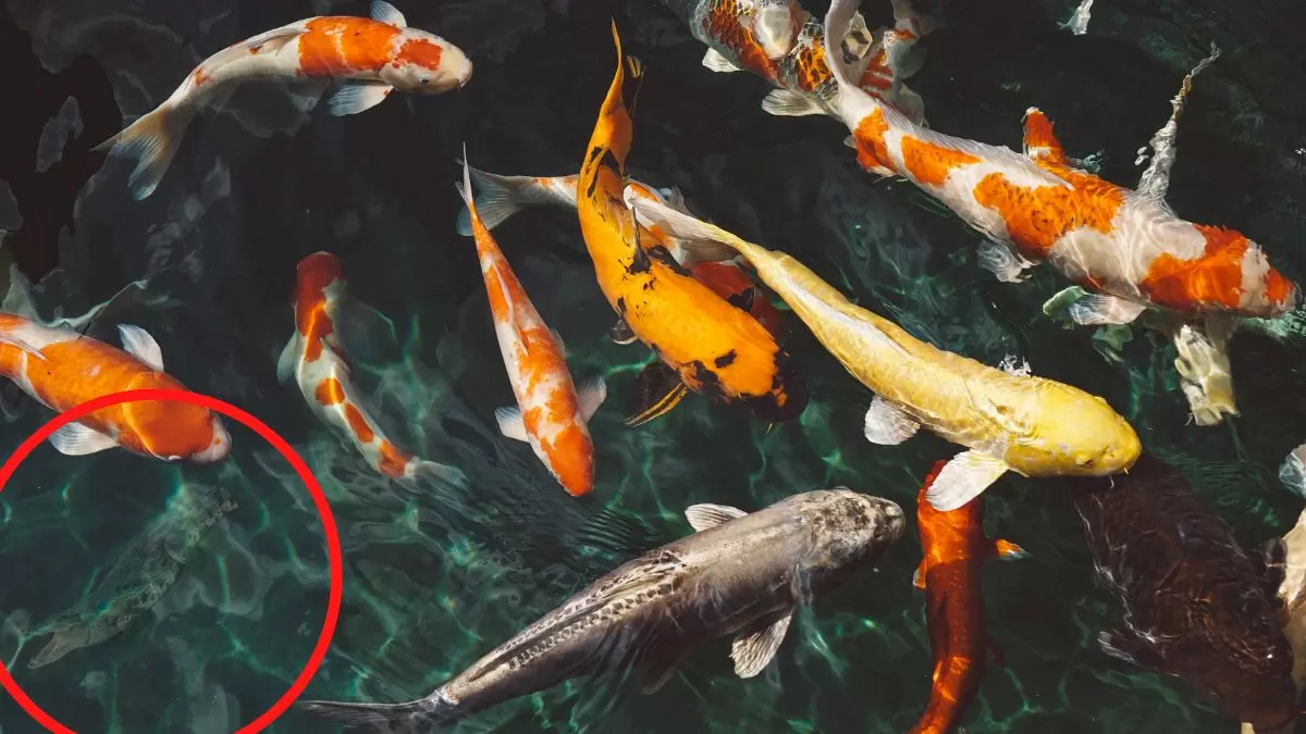 Illusion d'optique : Un crocodile attend de chasser les poissons. Pouvez-vous le trouver en 12 secondes