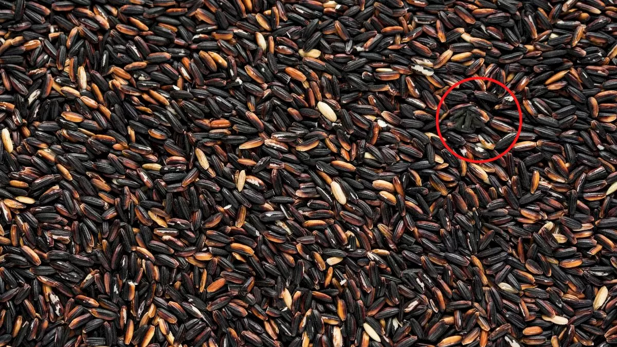 Test oculaire d'illusion d'optique : Pouvez-vous trouver un charbon de bois caché parmi les grains en 15 secondes ?