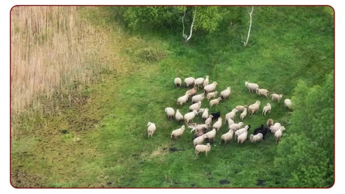 Ce troupeau de moutons est en grand danger. Pouvez-vous sentir le danger qu'ils sont sur le point d'affronter dans cette illusion d'optique ?