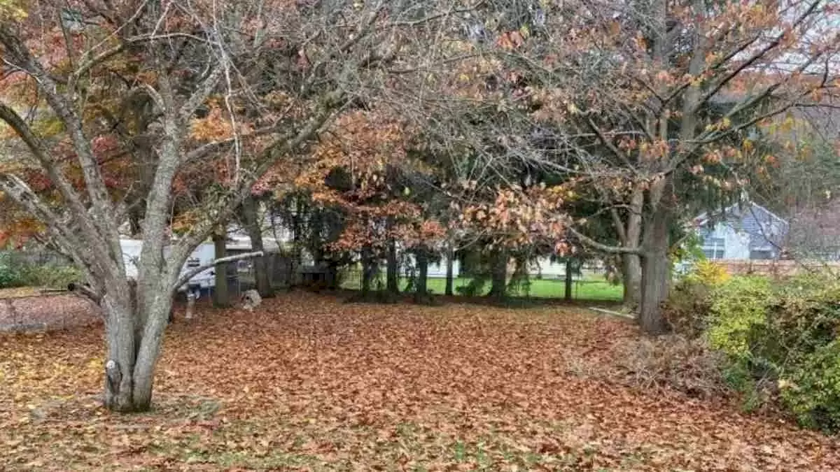 Illusion d'optique : Pouvez-vous trouver un chien dans cette image en 10 secondes ?