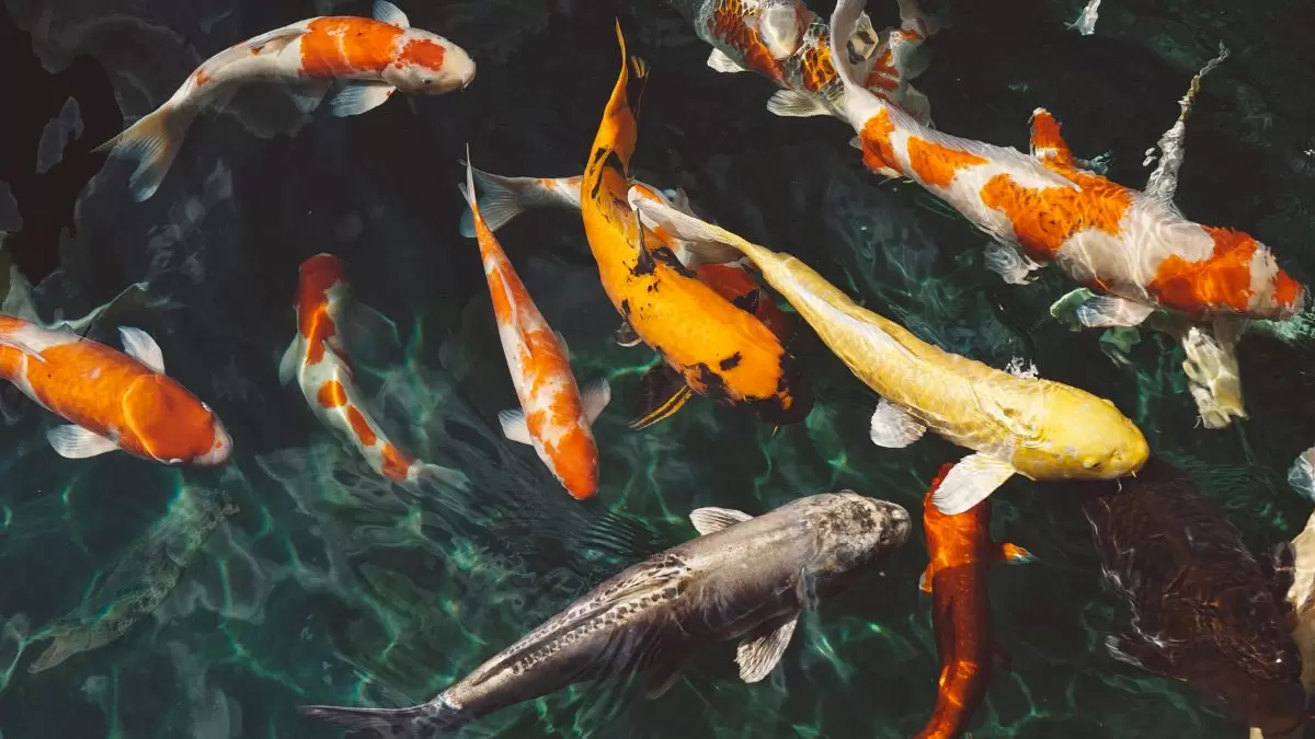 Illusion d'optique : Un crocodile attend de chasser les poissons. Pouvez-vous le trouver en 12 secondes