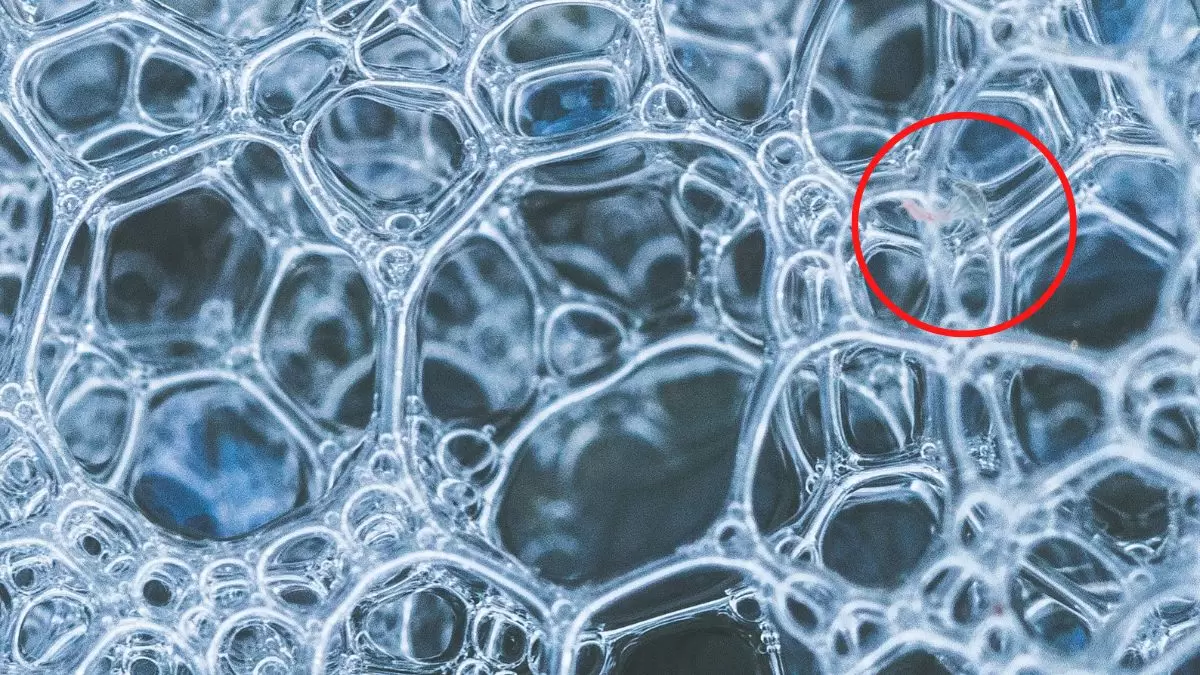Illusion d'optique : Pouvez-vous trouver le poisson gelé caché en 10 secondes ?