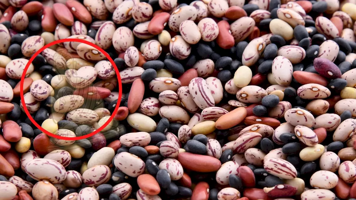 Test oculaire d'illusion d'optique : Que voyez-vous parmi ces haricots
