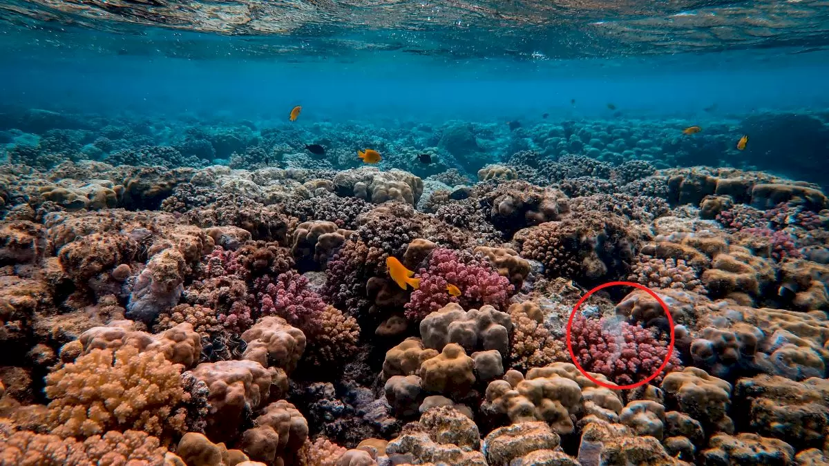 Pouvez-vous trouver le poisson en gelée en 12 secondes ?