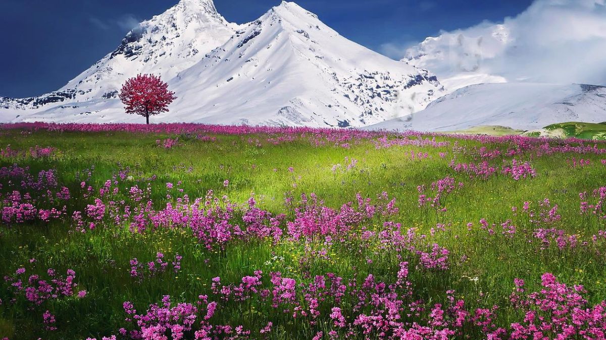 Pouvez-vous trouver l'animal caché dans cette image en 13 secondes ?