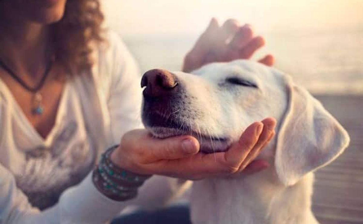 Conoce los efectos de las caricias a un perro