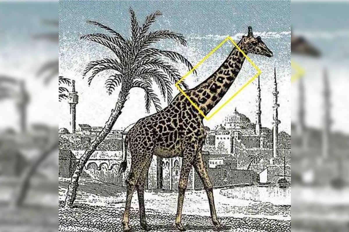 L'image montre une girafe ainsi que la solution du défi viral.