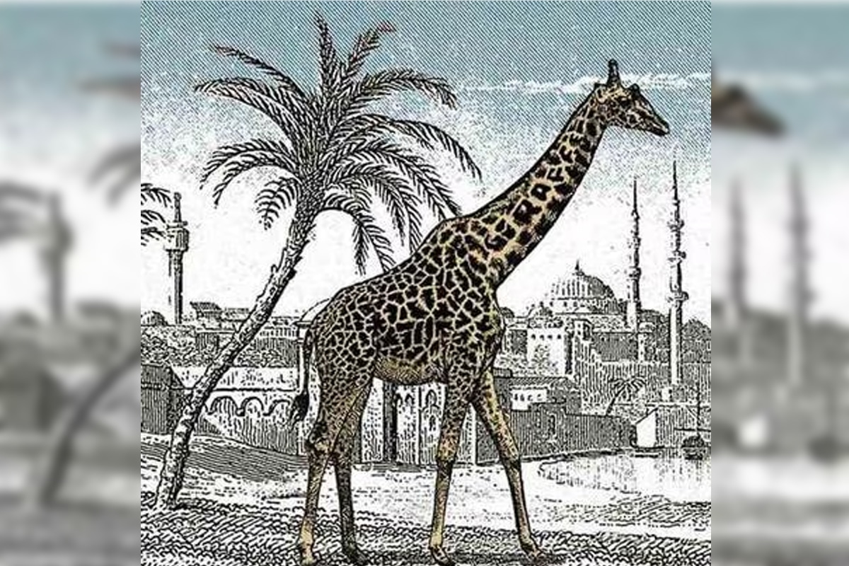 Sur l'image, vous pouvez voir la girafe que nous devons analyser.